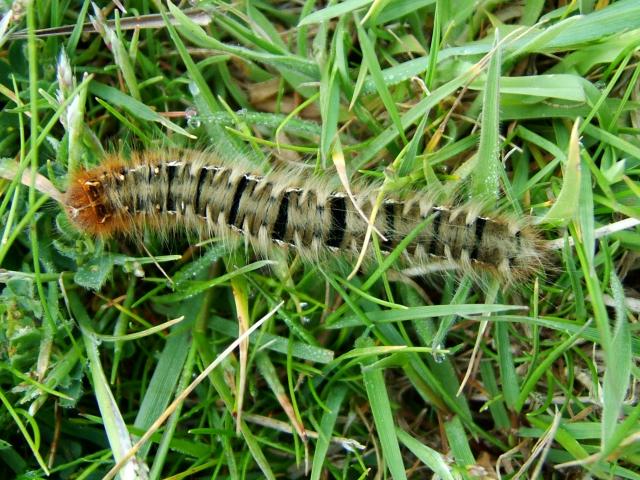 Lasiocampa quercus Oak Eggar Moth